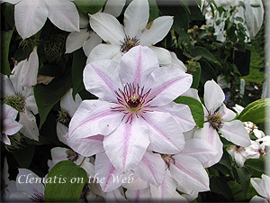 Clematis photograph