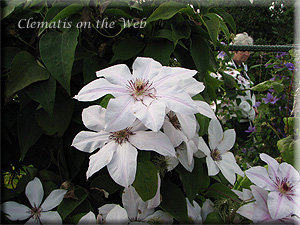 Clematis photograph