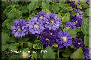 Clematis photograph