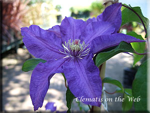 Clematis photograph