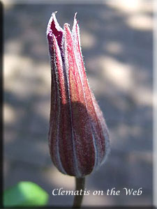 Clematis photograph