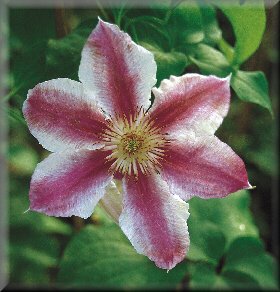 Clematis photograph