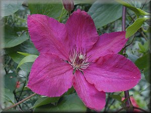 Clematis photograph