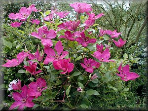 Clematis photograph