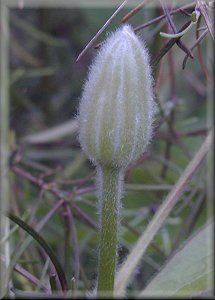 Clematis photograph