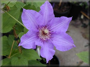 Clematis photograph