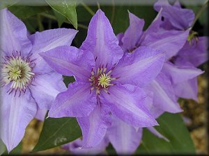 Clematis photograph