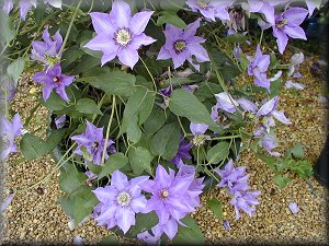 Clematis photograph