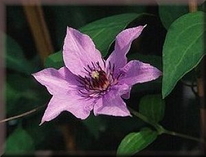 Clematis photograph