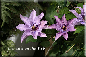 Clematis photograph