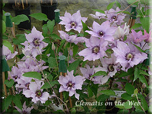 Clematis photograph