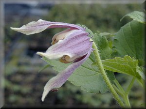 Clematis photograph