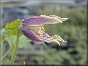 Clematis photograph