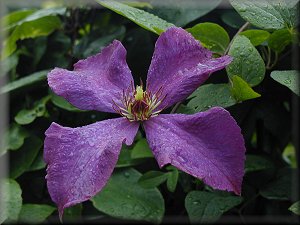 Clematis photograph