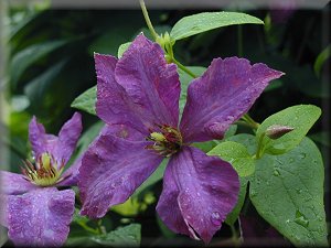 Clematis photograph