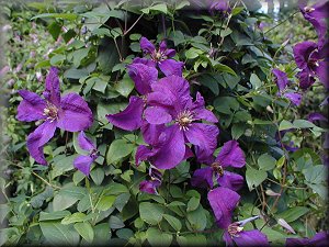 Clematis photograph