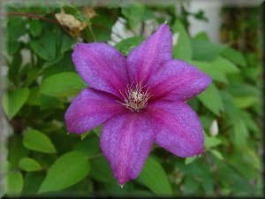 Clematis photograph