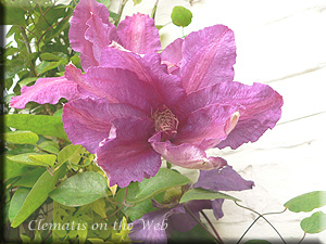 Clematis photograph