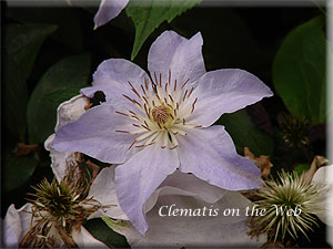 Clematis photograph