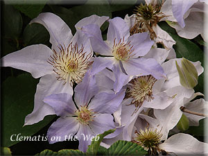 Clematis photograph