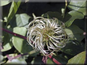 Clematis photograph