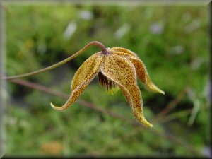 Clematis photograph