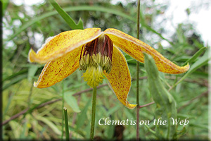 Clematis photograph