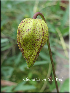 Clematis photograph