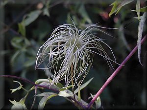 Clematis photograph