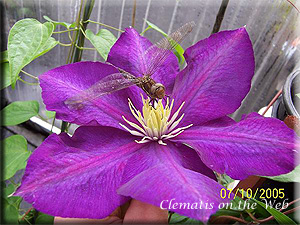 Clematis photograph