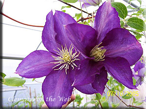 Clematis photograph