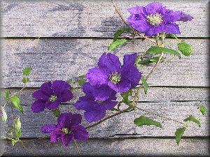 Clematis photograph