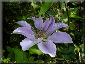 Clematis photograph