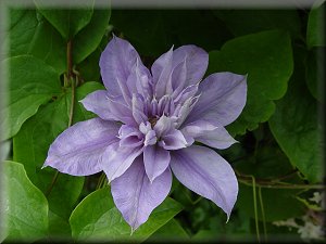 Clematis photograph