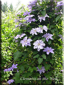 Clematis photograph