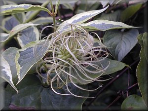 Clematis photograph