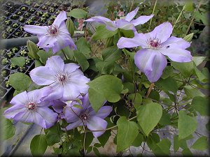 Clematis photograph