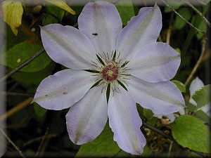 Clematis photograph