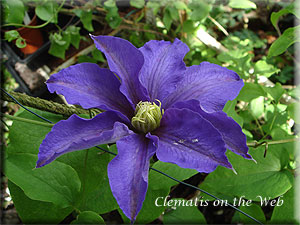 Clematis photograph