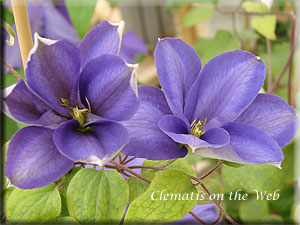 Clematis photograph