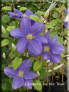 Clematis photograph