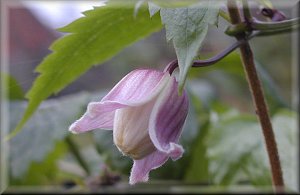 Clematis photograph