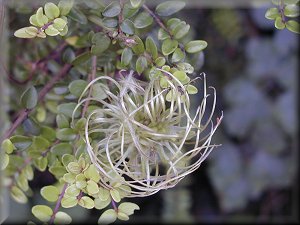 Clematis photograph