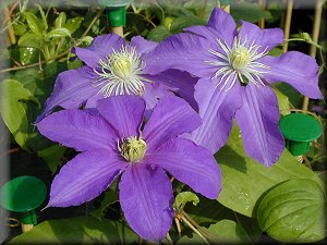 Clematis photograph