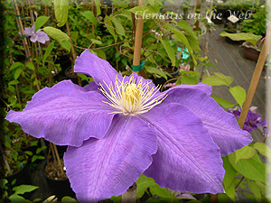 Clematis photograph