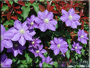 Clematis photograph