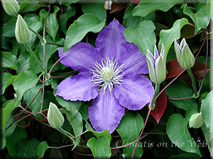 Clematis photograph