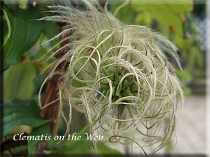 Clematis photograph