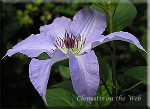 Clematis photograph