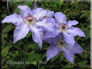 Clematis photograph